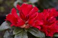 Rhododendron Antie Różanecznik